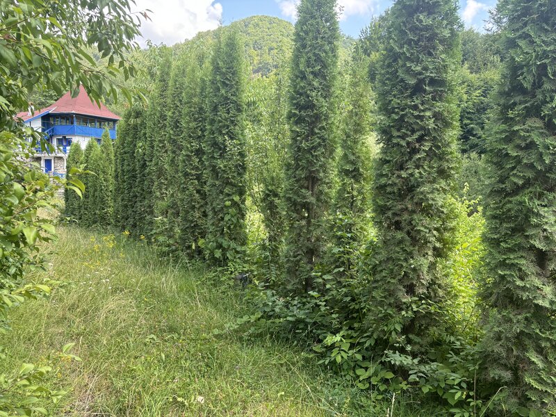 Targu Mures,